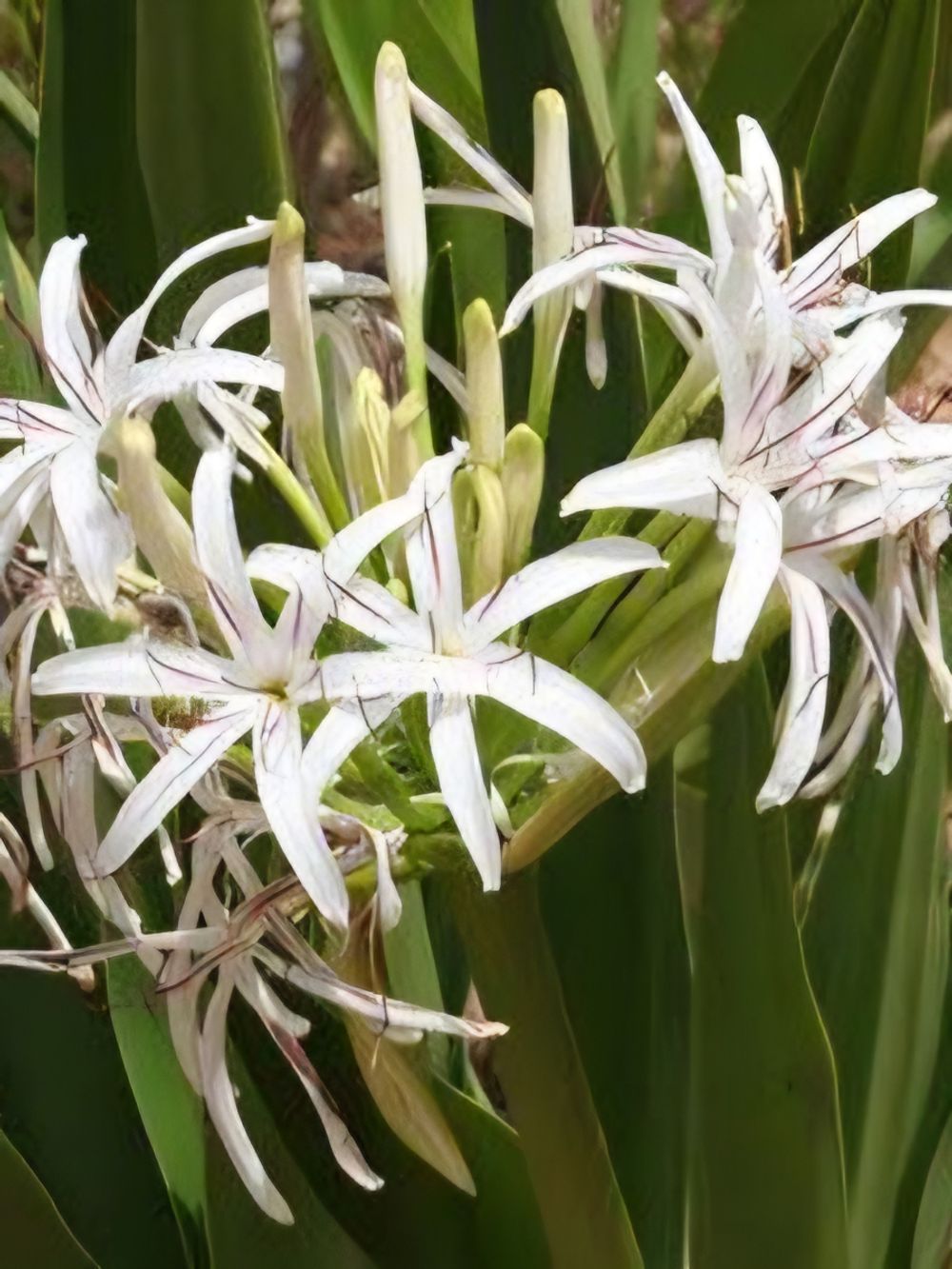 Crinum pedunculatum Swamp Lily (305ml)