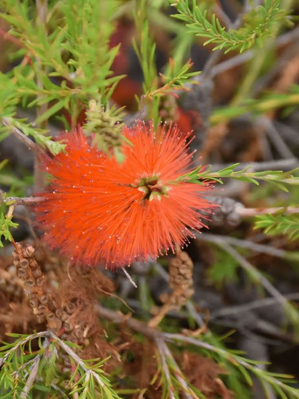 Melaleuca fulgens Scarlet Honey Myrtle (6ltr)