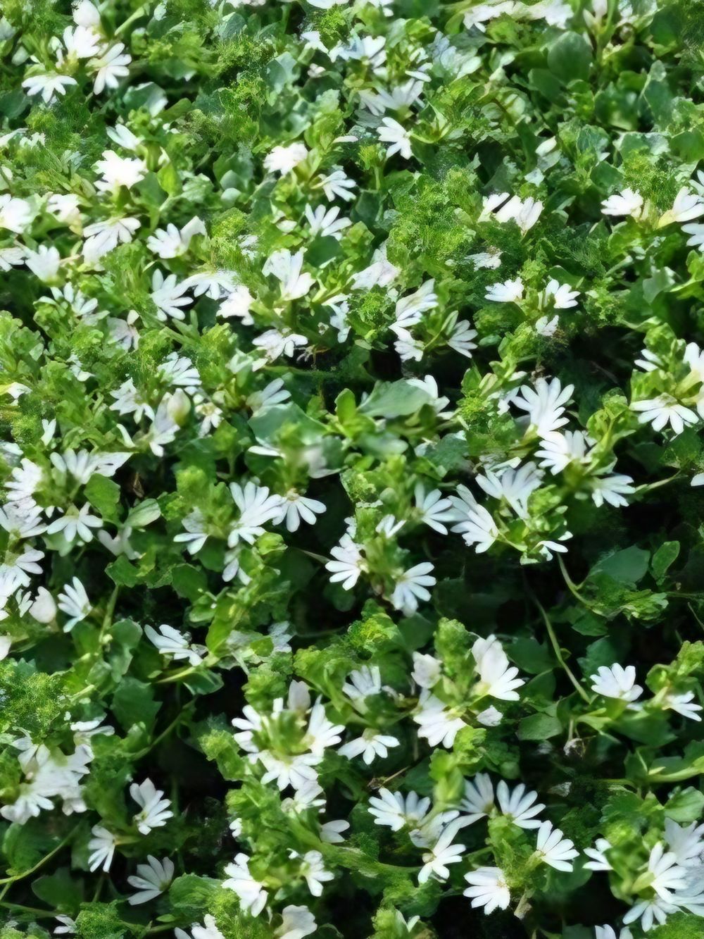 Scaevola White carpet (14cm)