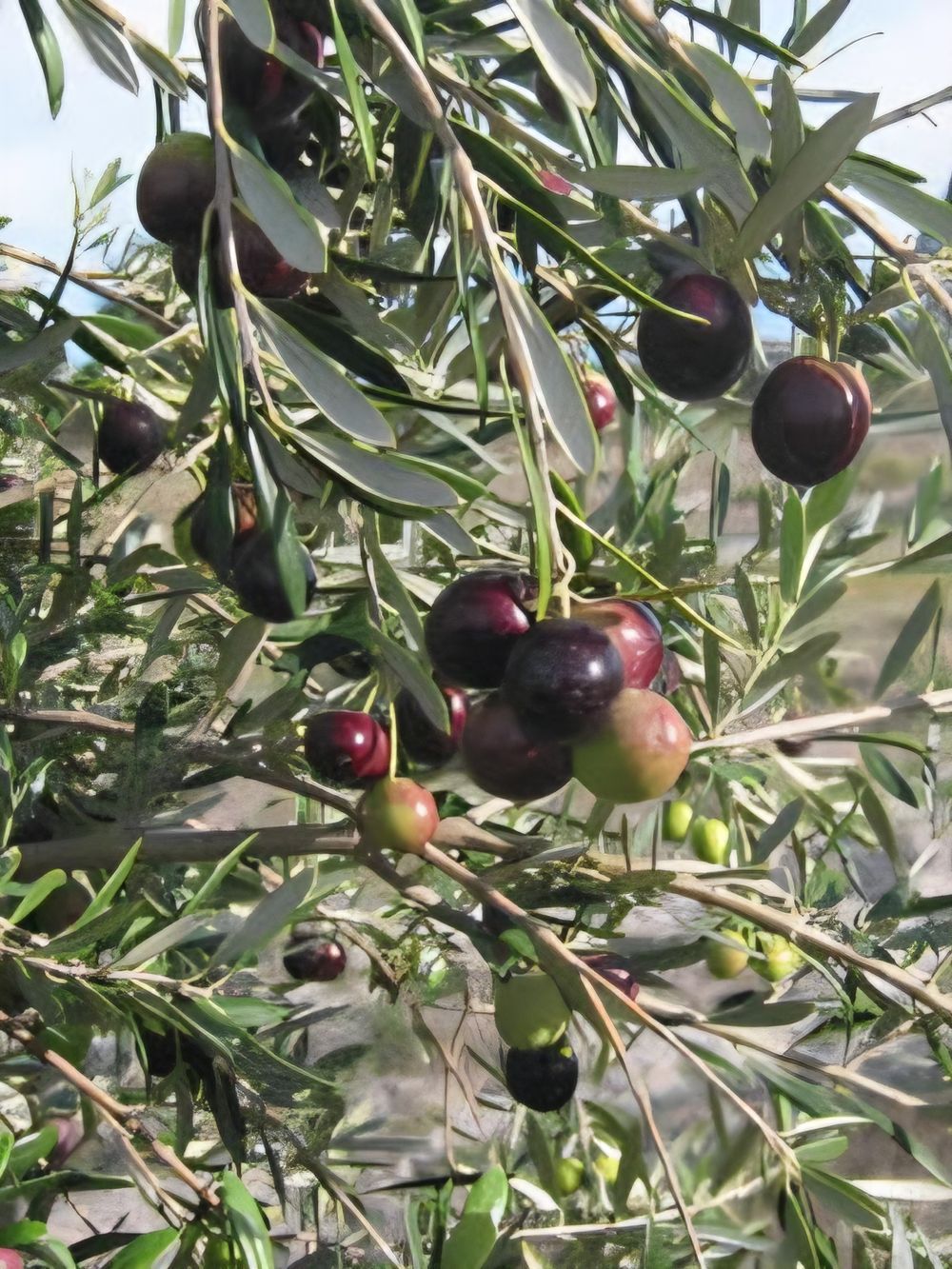 Olive Manzanillo (20cm)