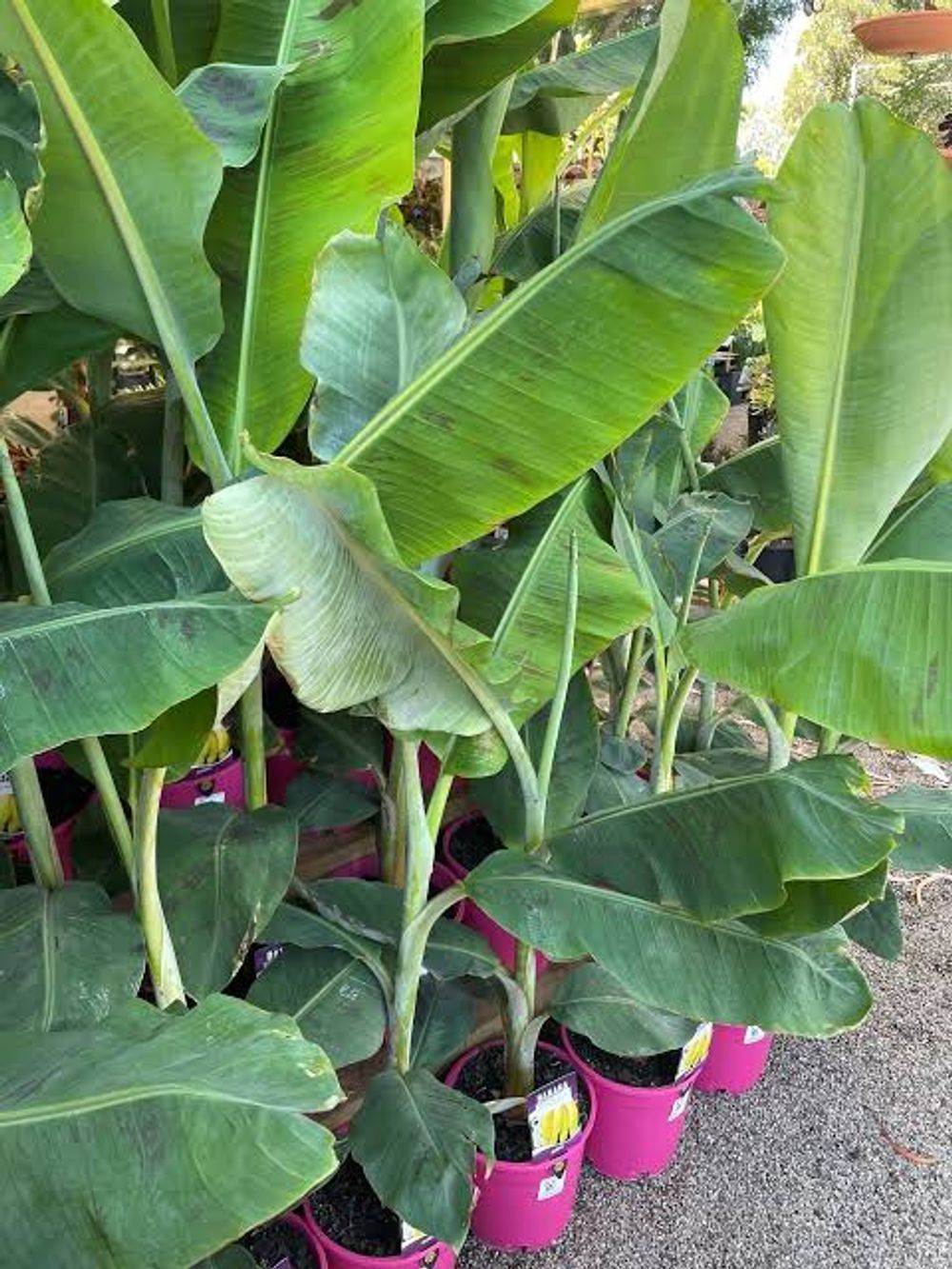 Banana Musa Dwarf Lady Finger (20cm)