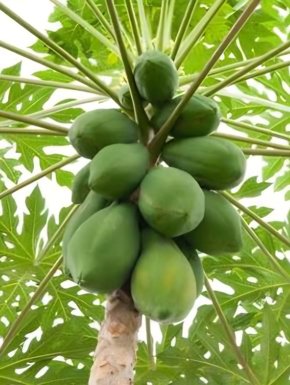 PawPaw Southern Red (18cm)