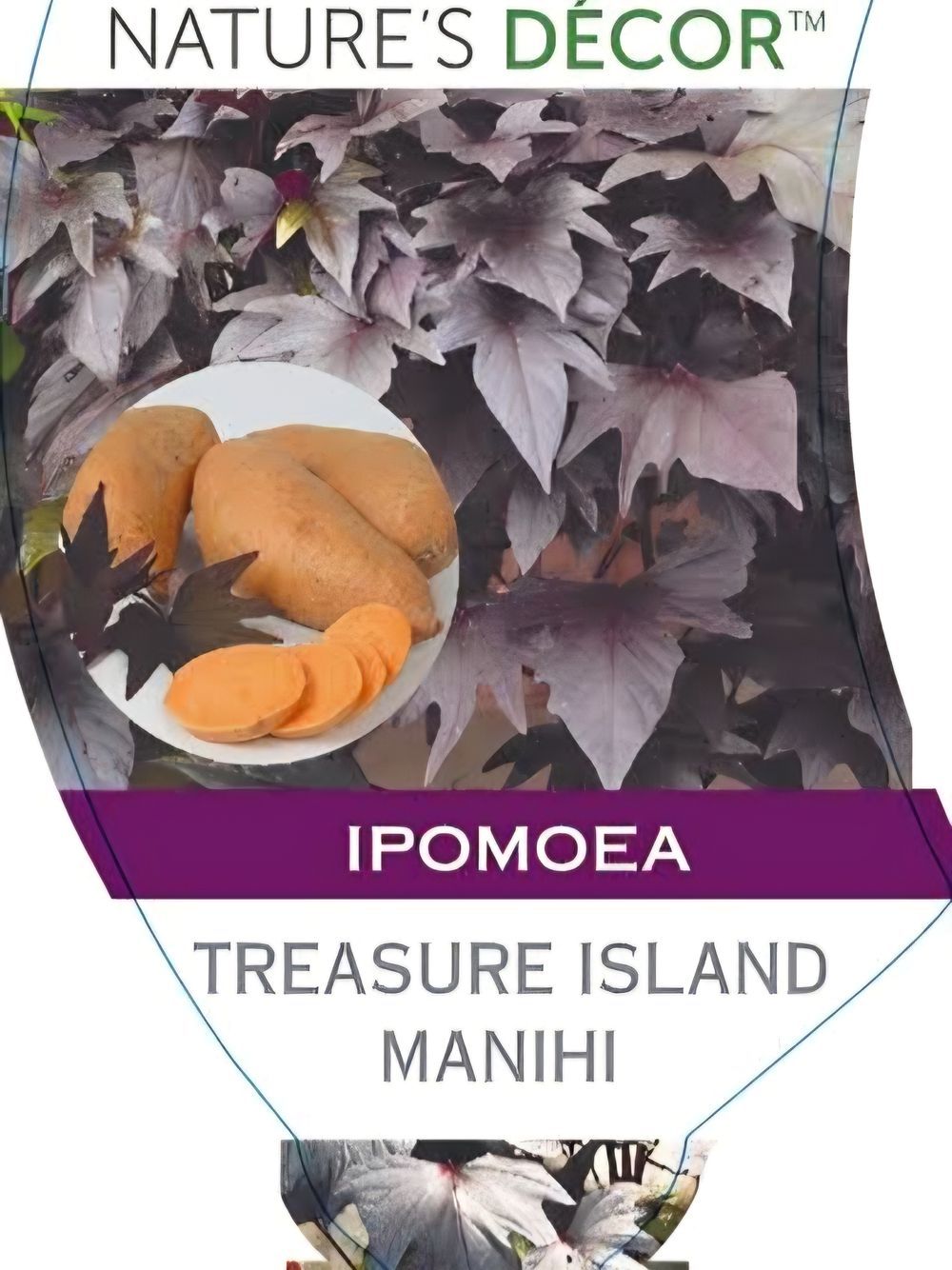  Ipomoea Treasure Island Makatea Sweet Potato