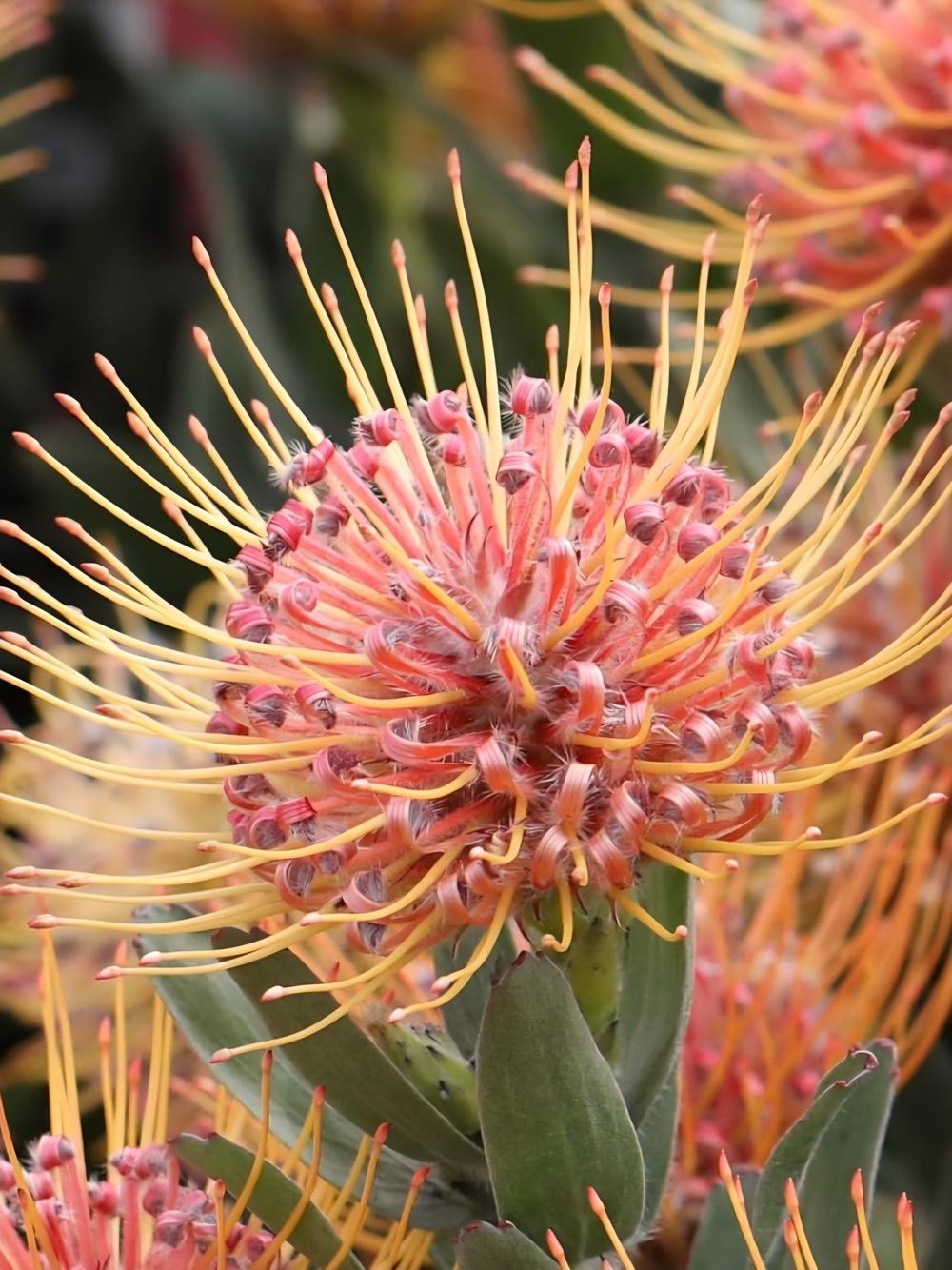 Leucospermum Carnival Peach (17cm)