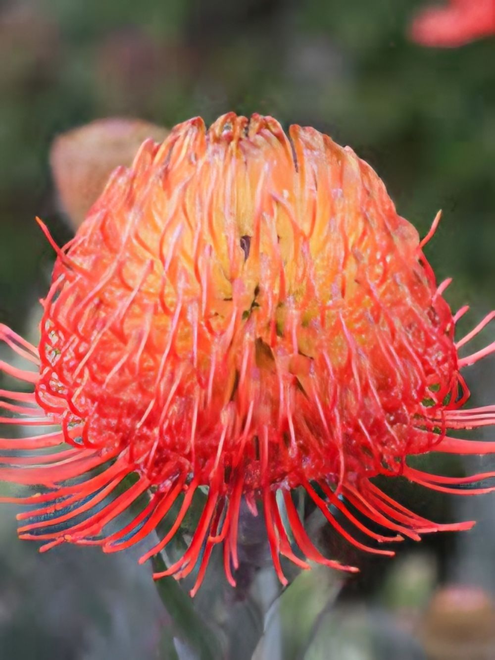 Leucospermum So  Exquisite (17cm)