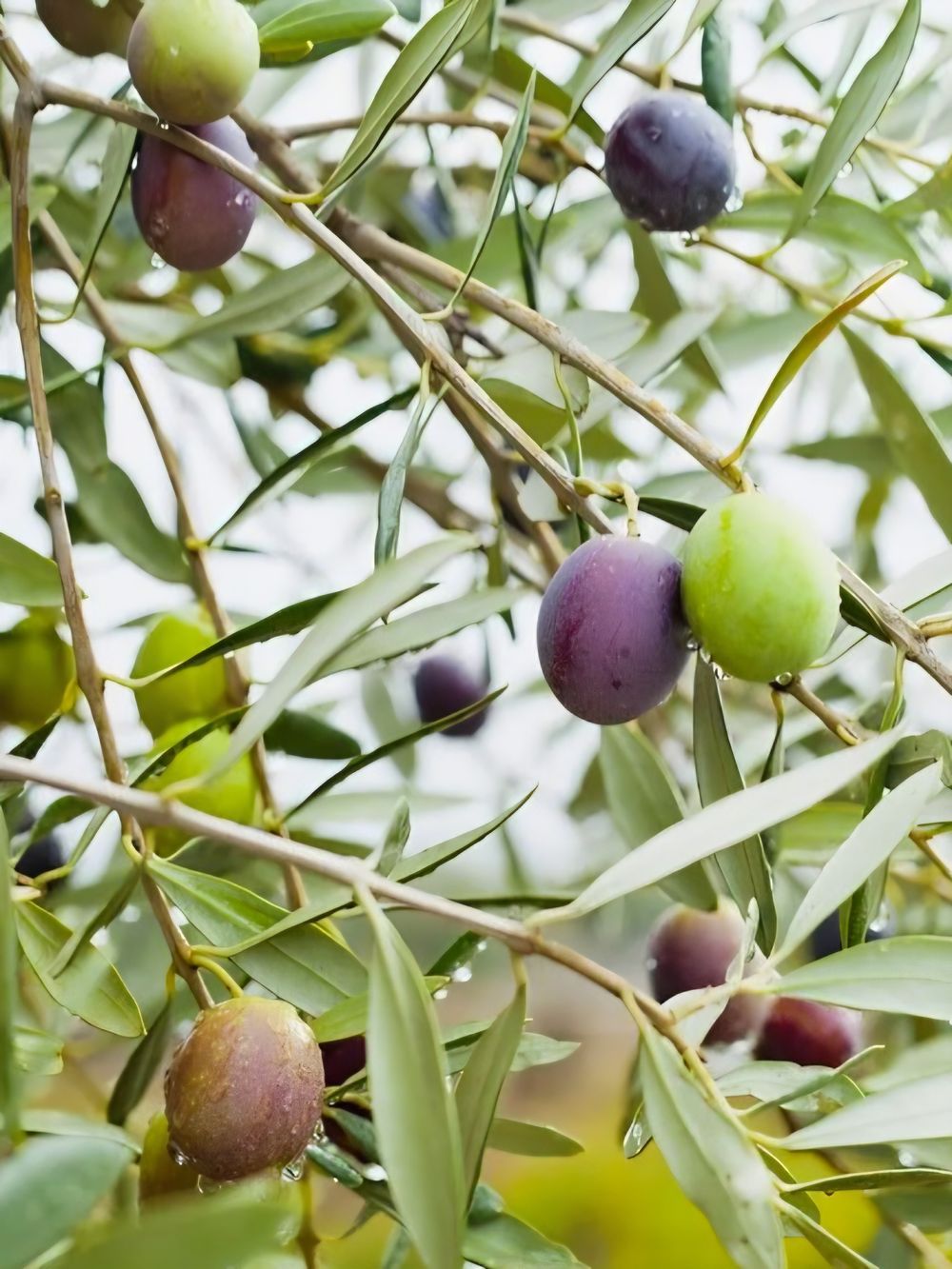 Olive europa Mission (25lt)