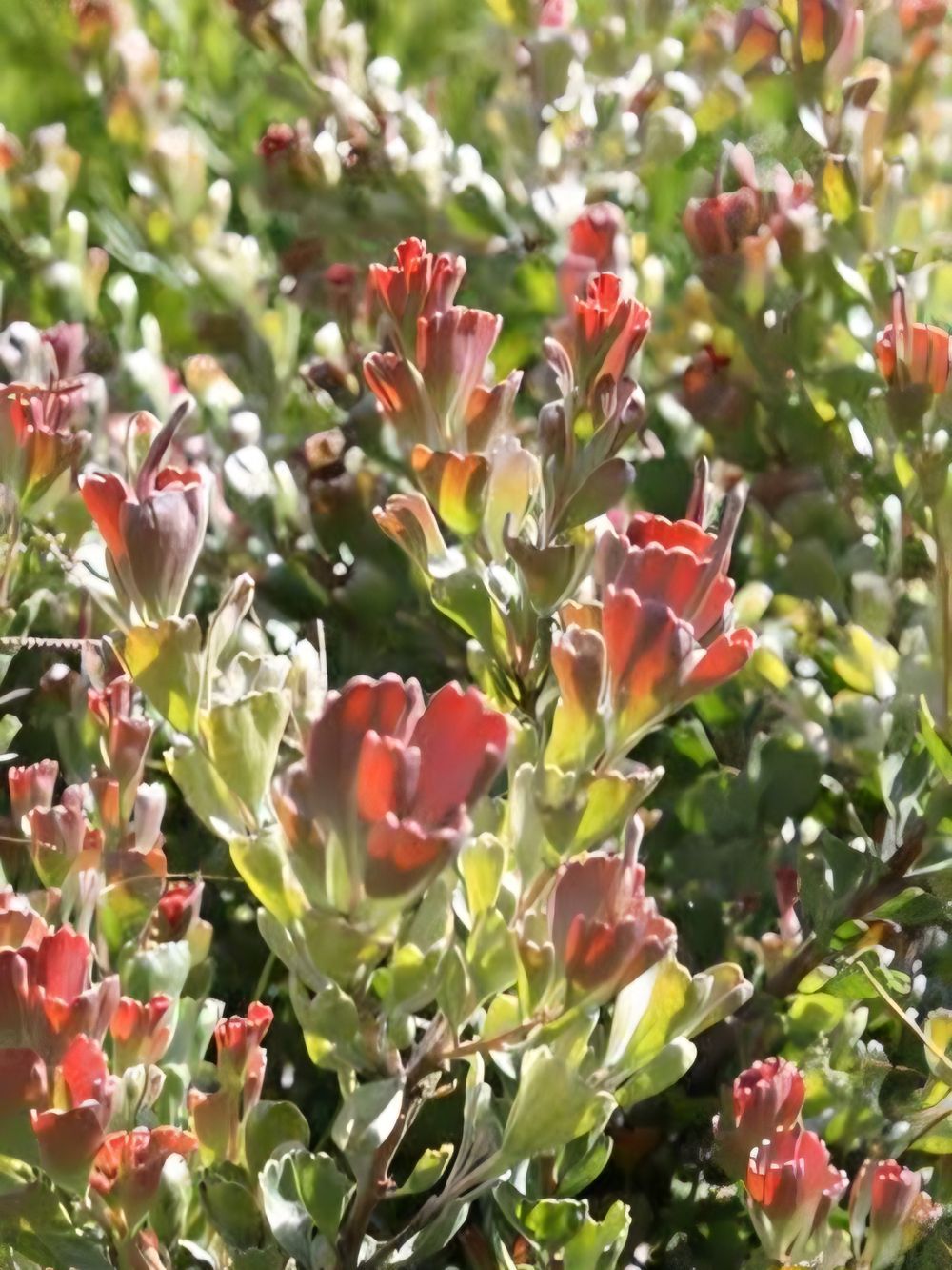 Adenanthos cuneata Basket Flower (18cm)