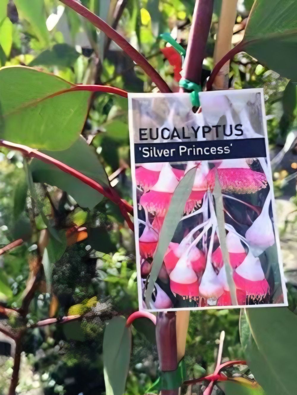 Eucalyptus caesia Silver Princess (14cm)