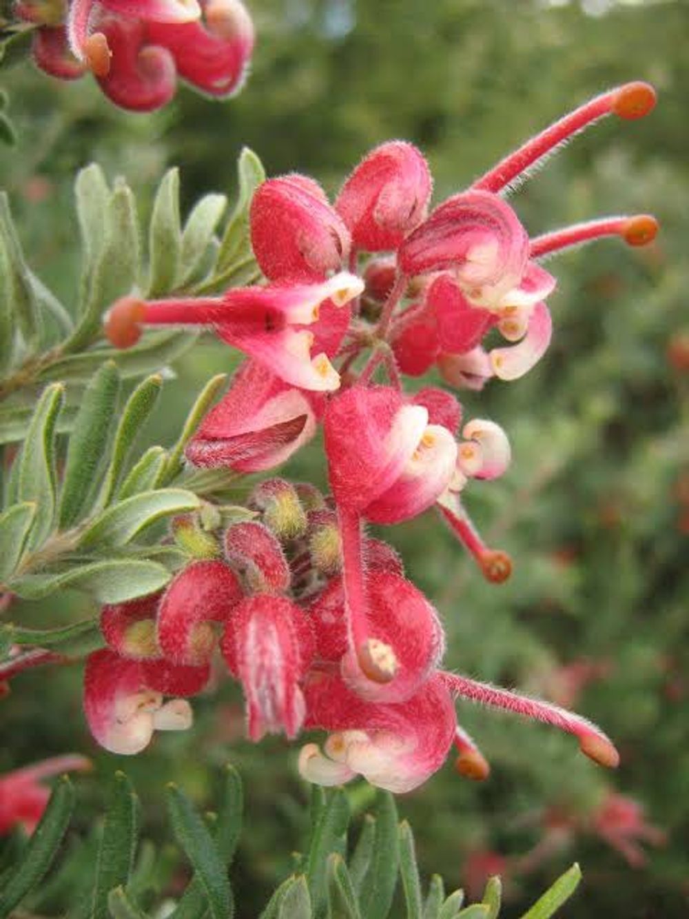 Grevillea Pink Nectar (20cm) – Everyday Potted Plants