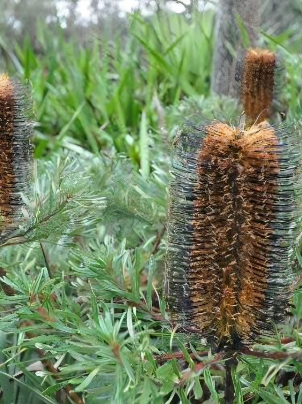 Banksia Black Magic (20cm)
