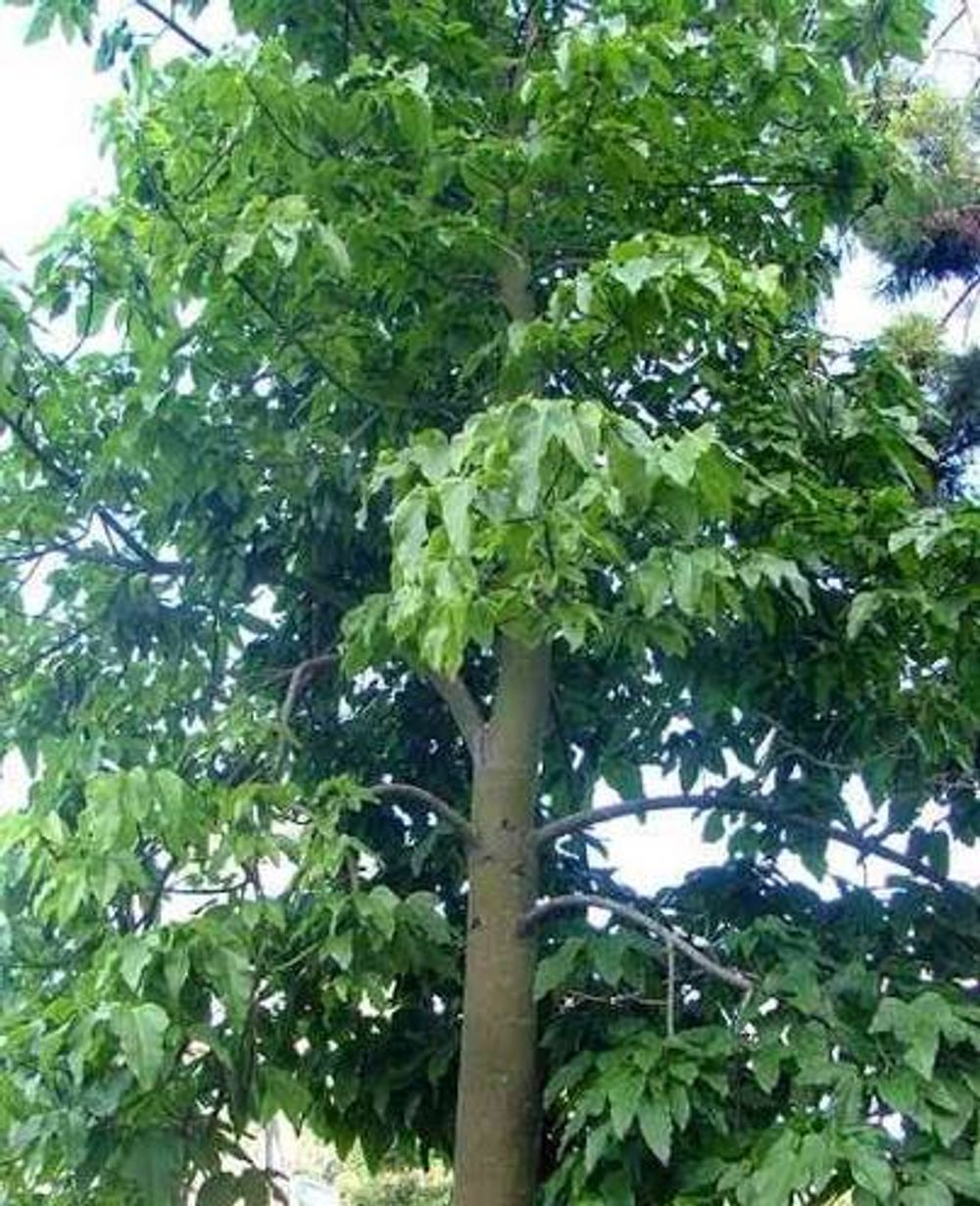 Brachychiton acerifolius Illawarra Flame Tree (6ltr)