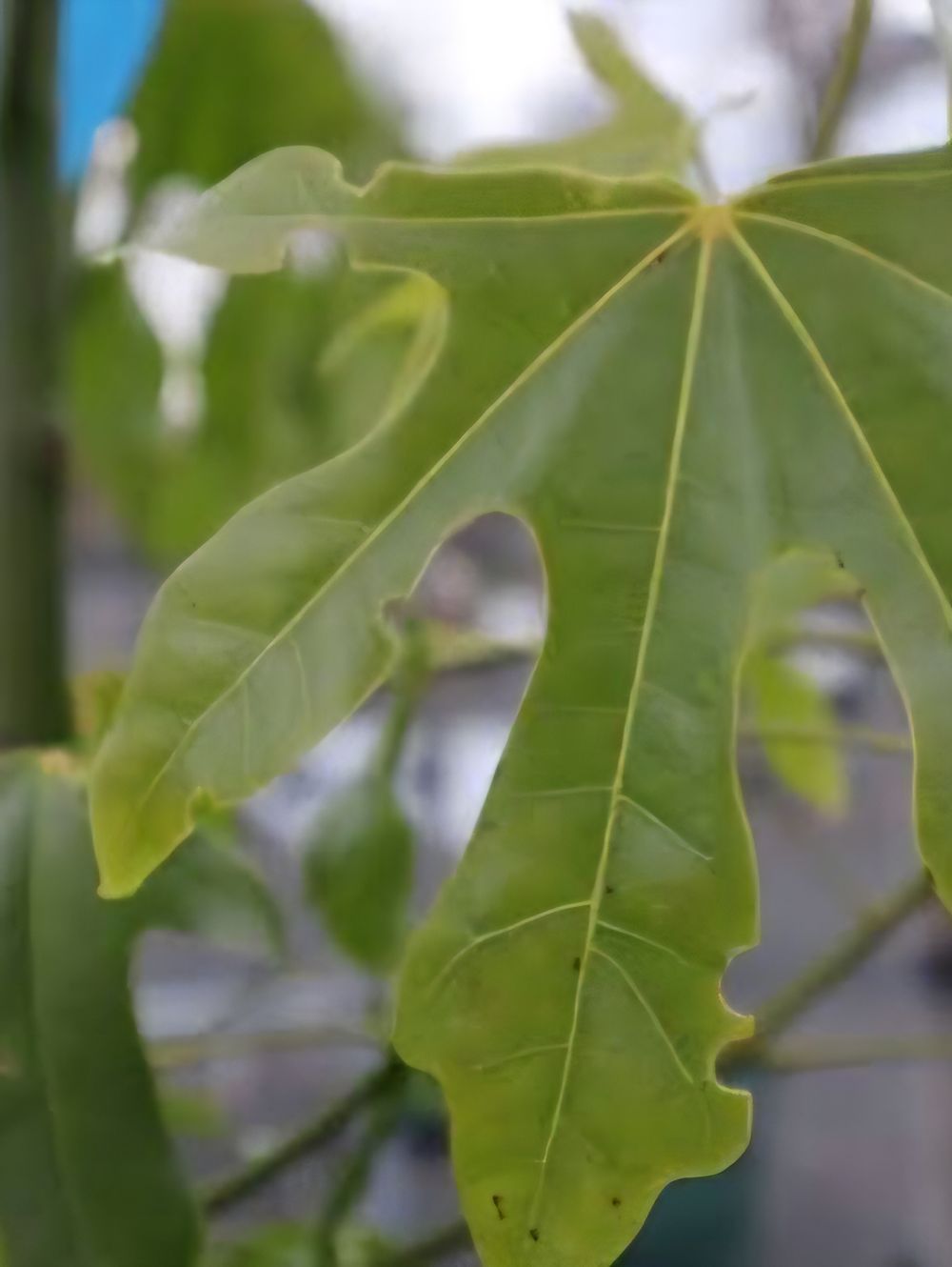 Brachychiton acerifolius Illawarra Flame Tree (6ltr)