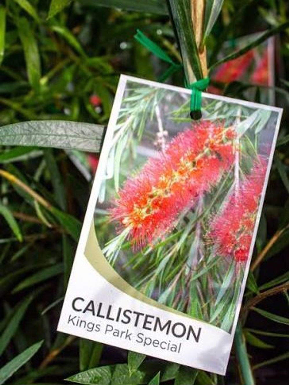 Callistemon Kings Park Special (35lt)