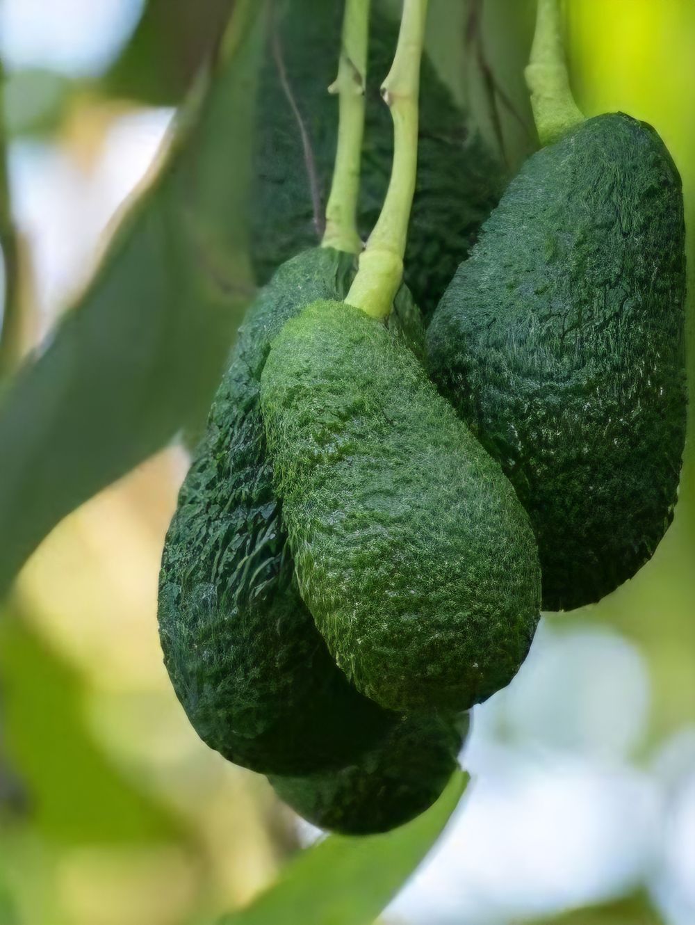 Avocado Hass (A) 6lt