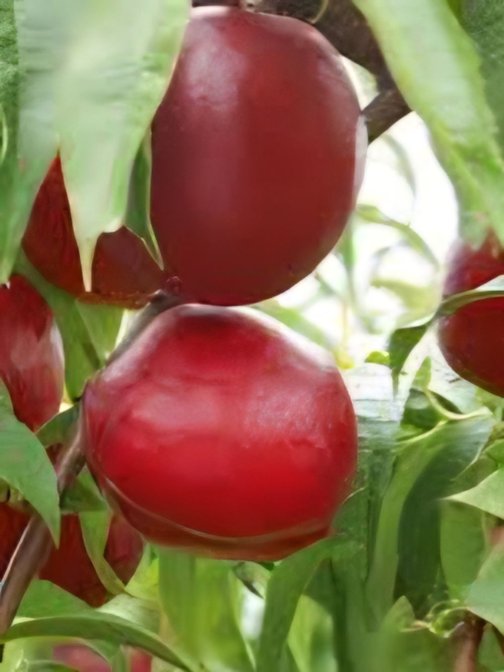 Nectarine Royal Gem (4lt)