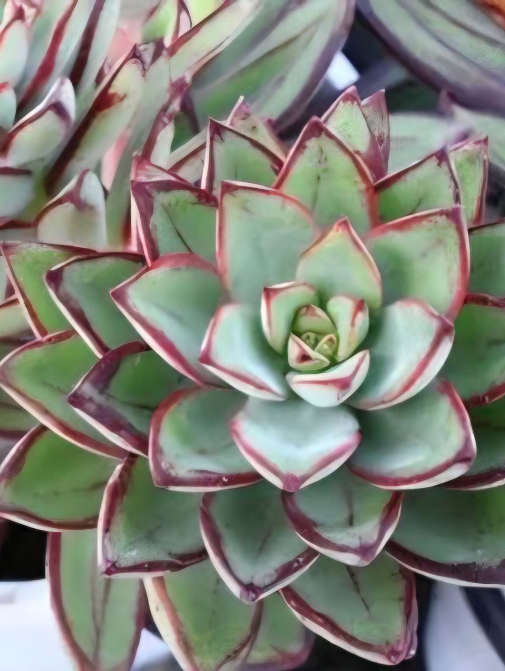 Echeveria Painted Lady (17cm)