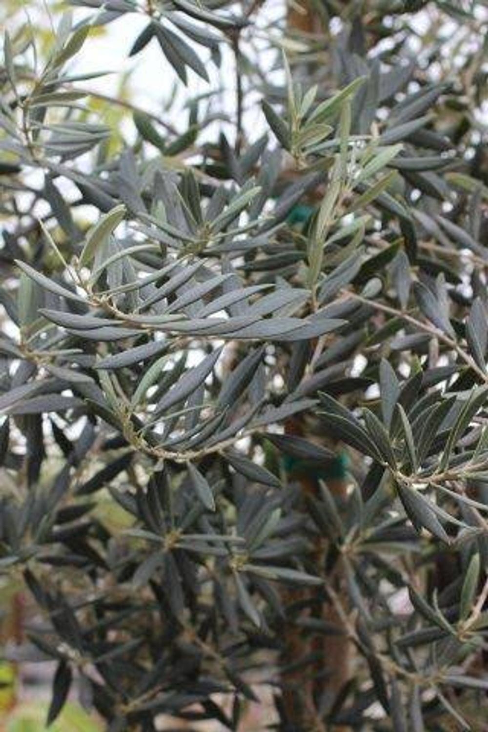 Olive Swan Hill (30lt)