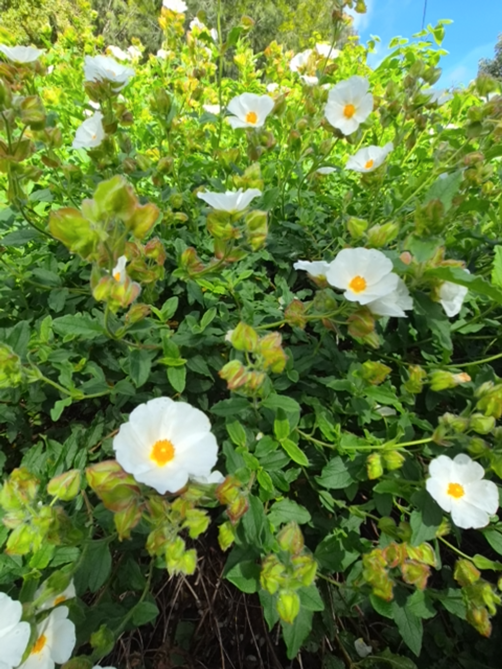 Cistus salvifolius Sage Leaf Rock Rose (20cm)