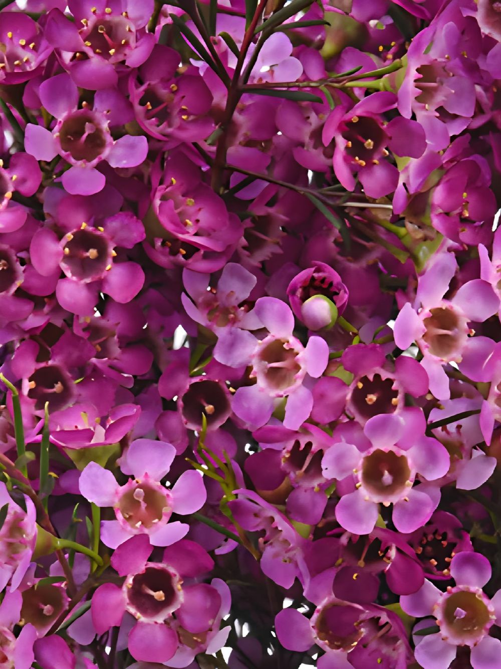 Chamelaucium Purple Rain (14cm)