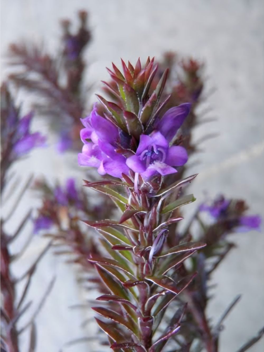 Eremophila Purple Carpet (20cm)