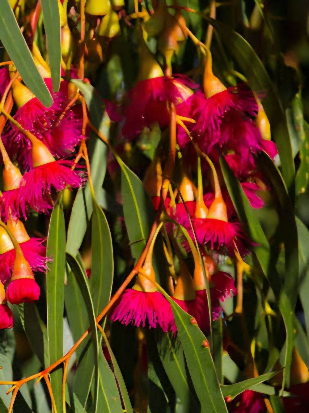 Eucalyptus petiolaris (13cm)