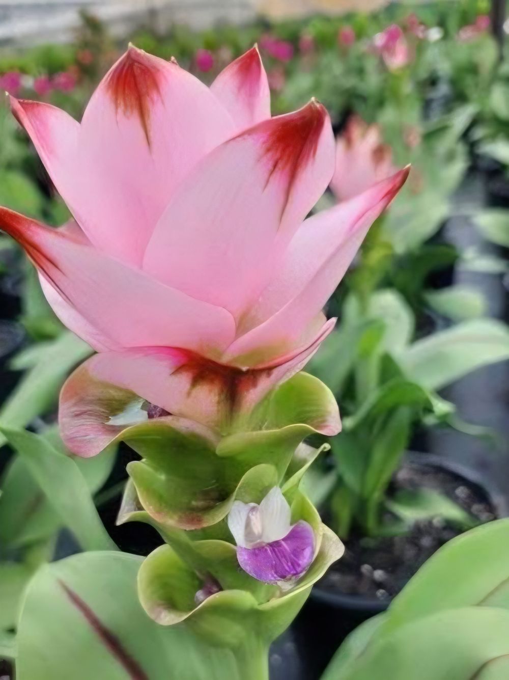 Curcuma Siam (12cm)