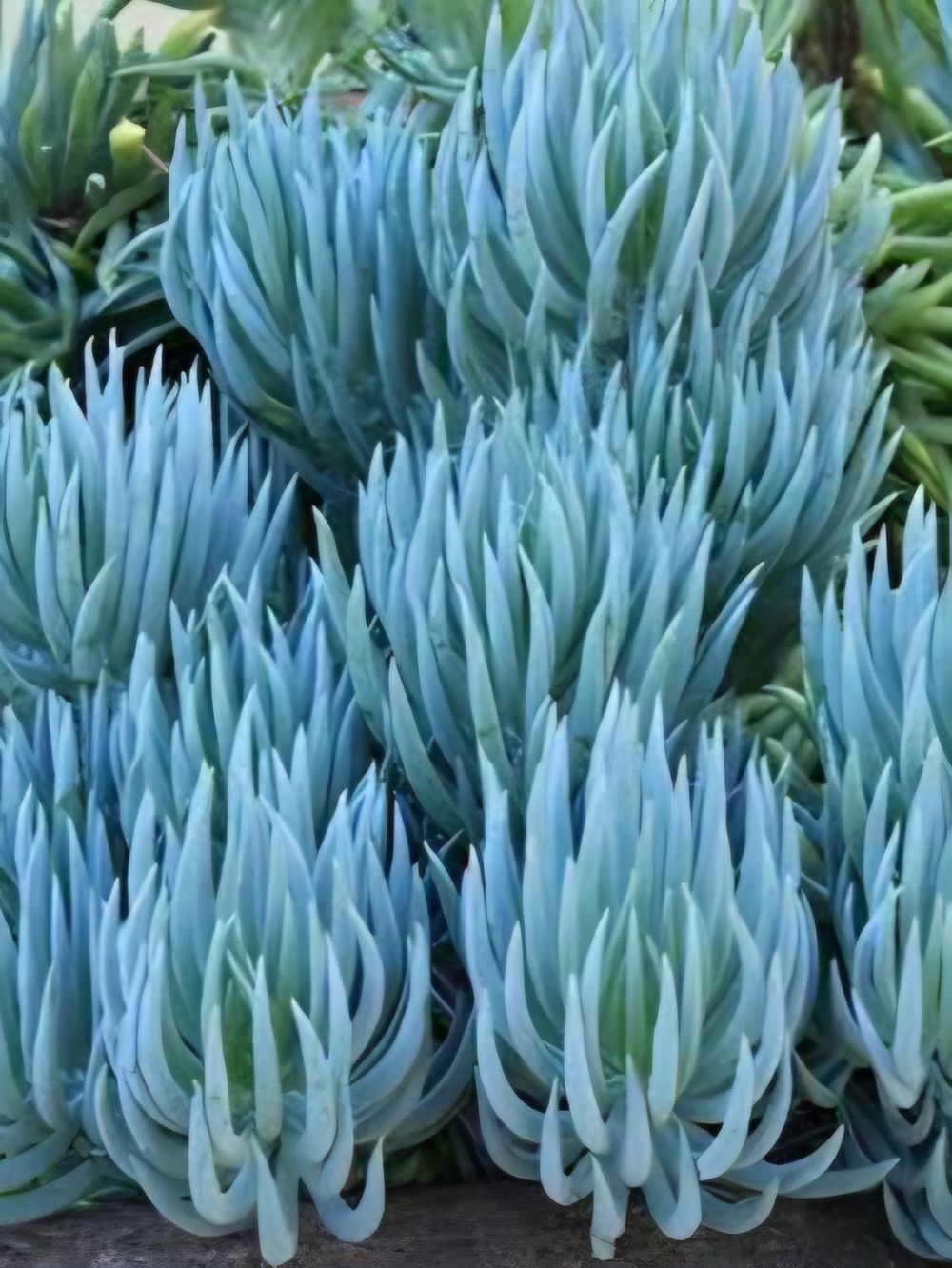 Curio talinoides (18cm)