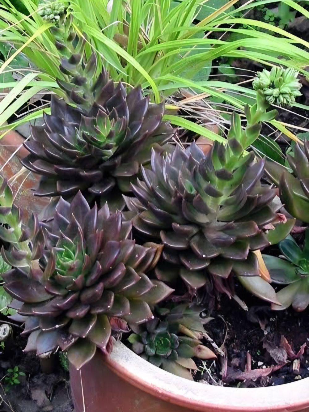 Echeveria Black Knight (14cm)