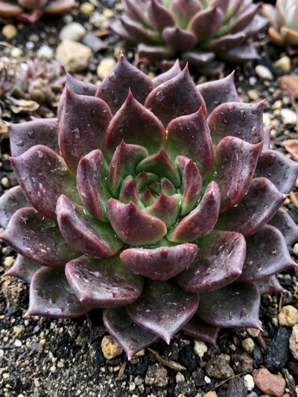 Echeveria Black Prince (13cm)