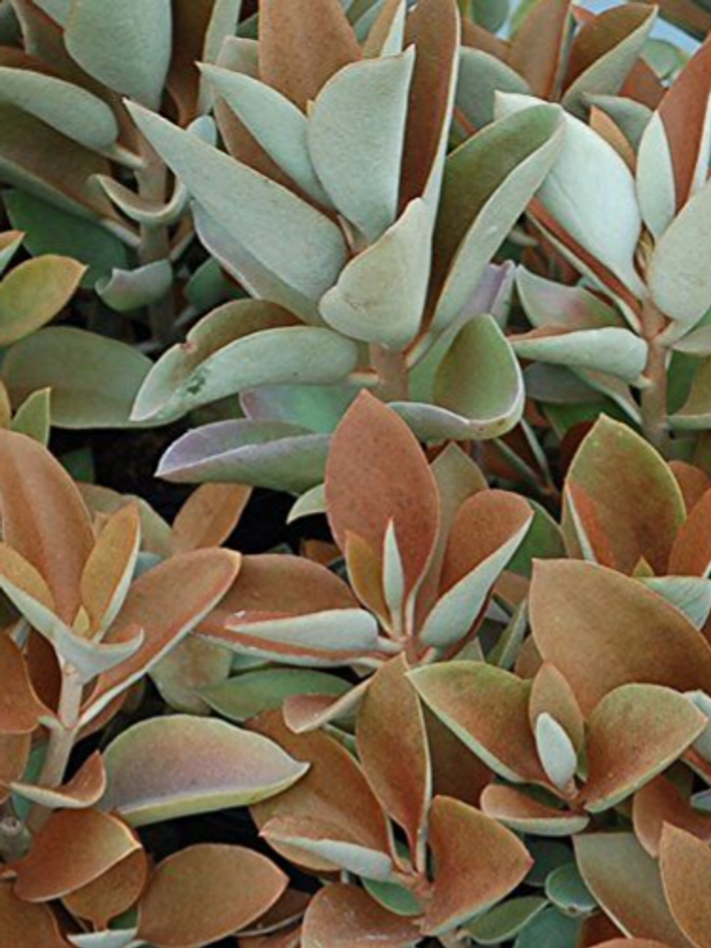 Kalanchoe Copper Spoons (18cm)