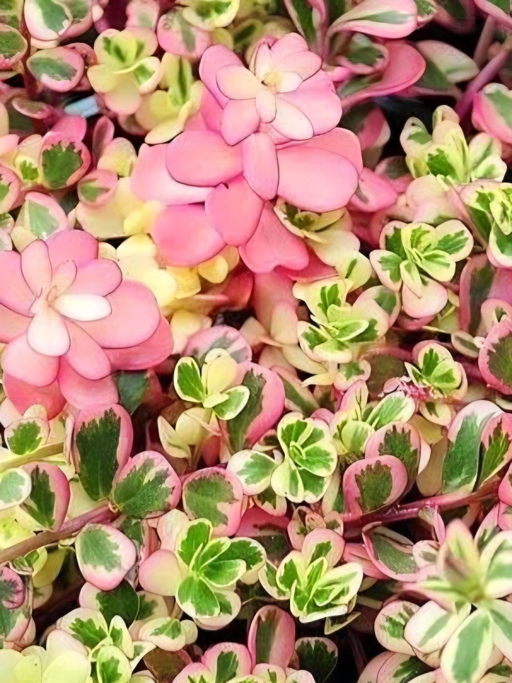 Portulaca Hanna Misteria (18cm)