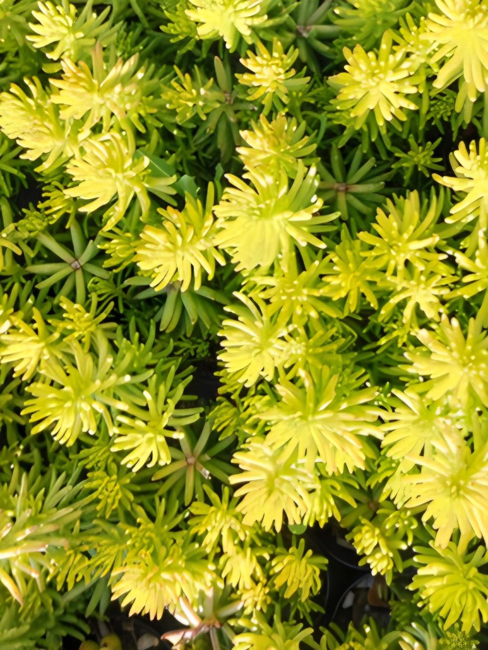 Sedum Gold Mound (13cm)