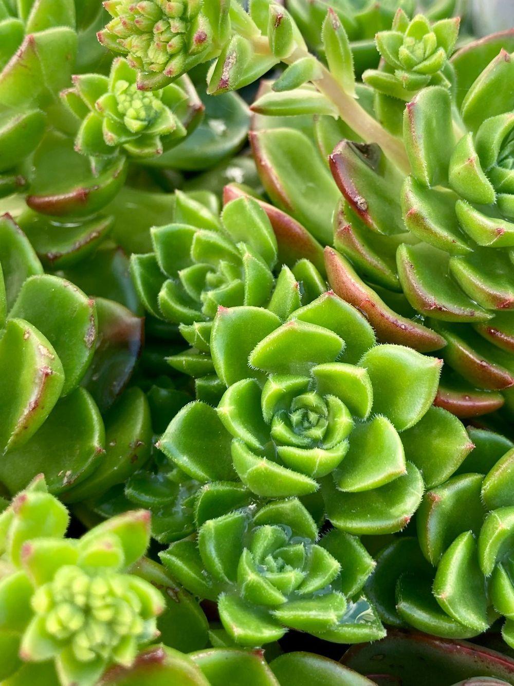 Sedum letizia (13cm)