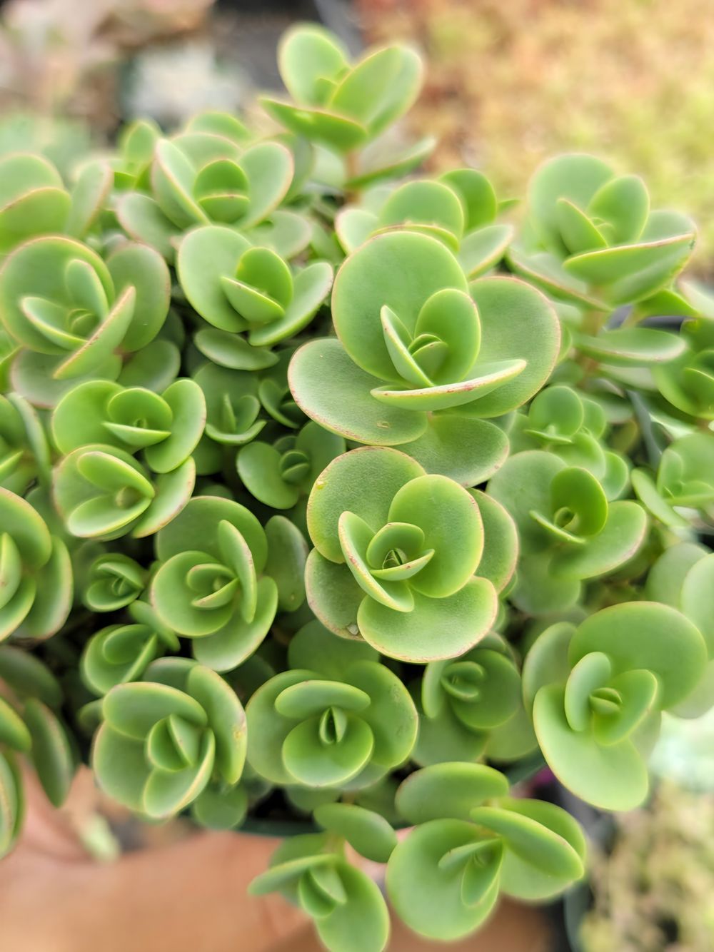 Sedum Lime Zinger (14cm)