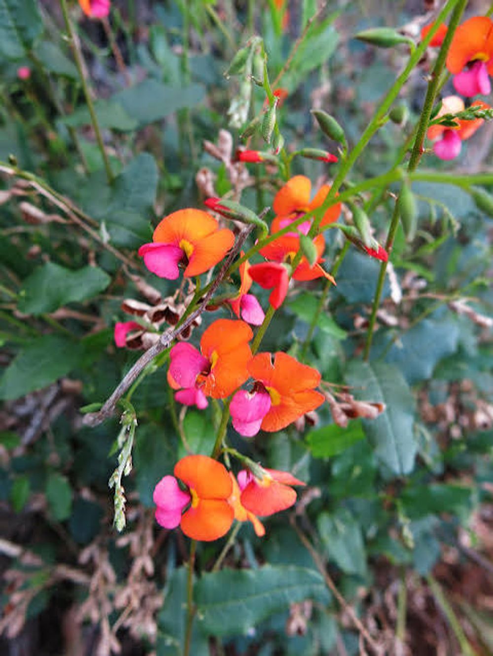 Chorizema ilicifolium Holly Flame Pea (14cm)