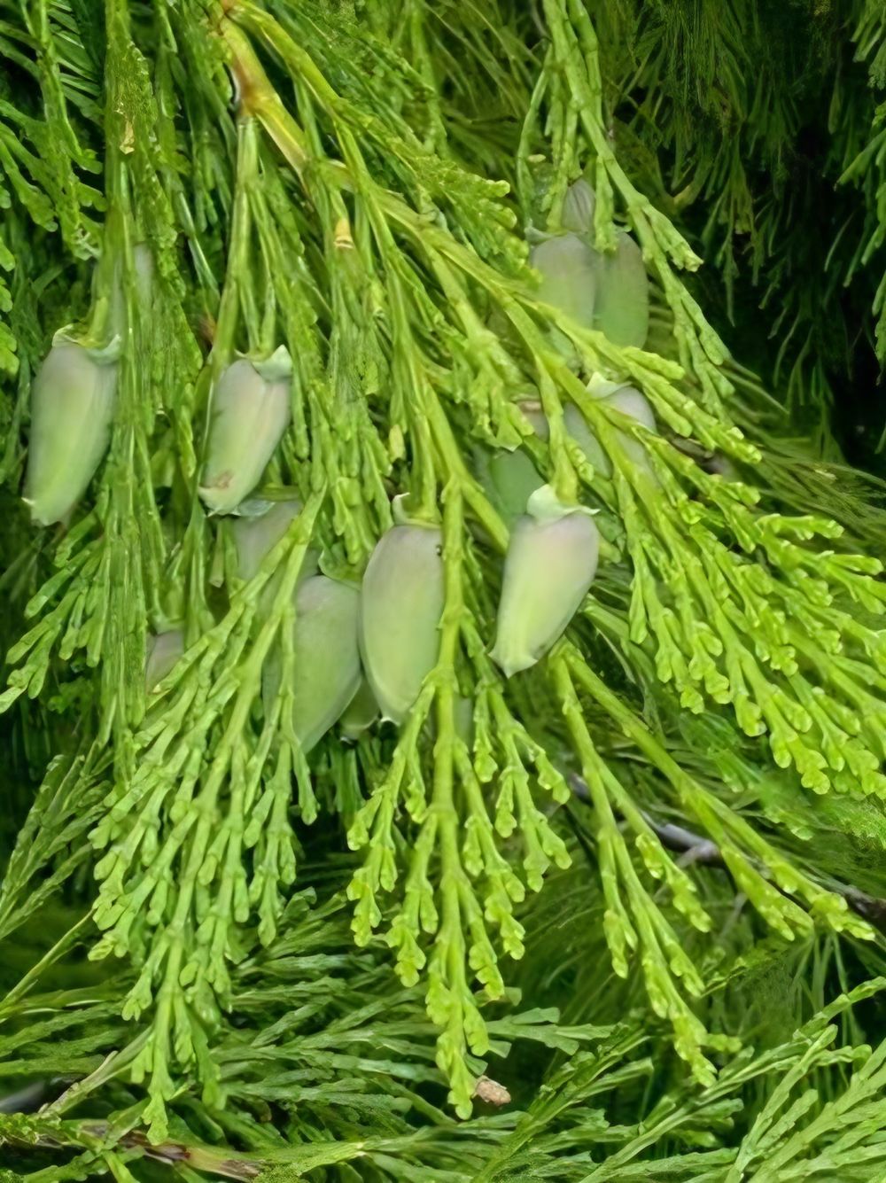 Calocedrus Incence Cedar (25l)