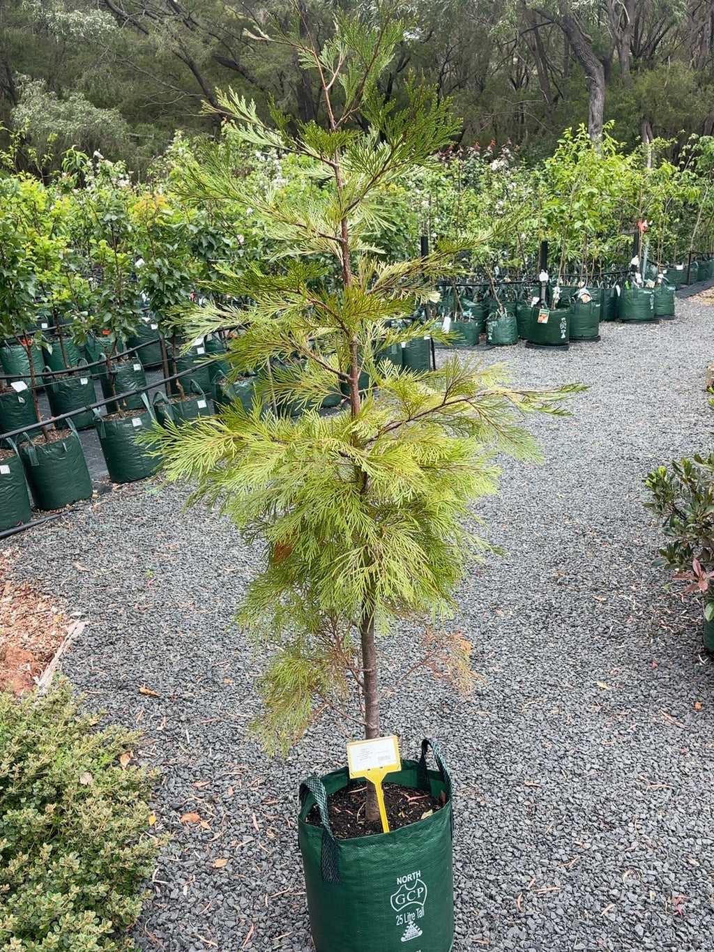 Calocedrus Incence Cedar (25l)