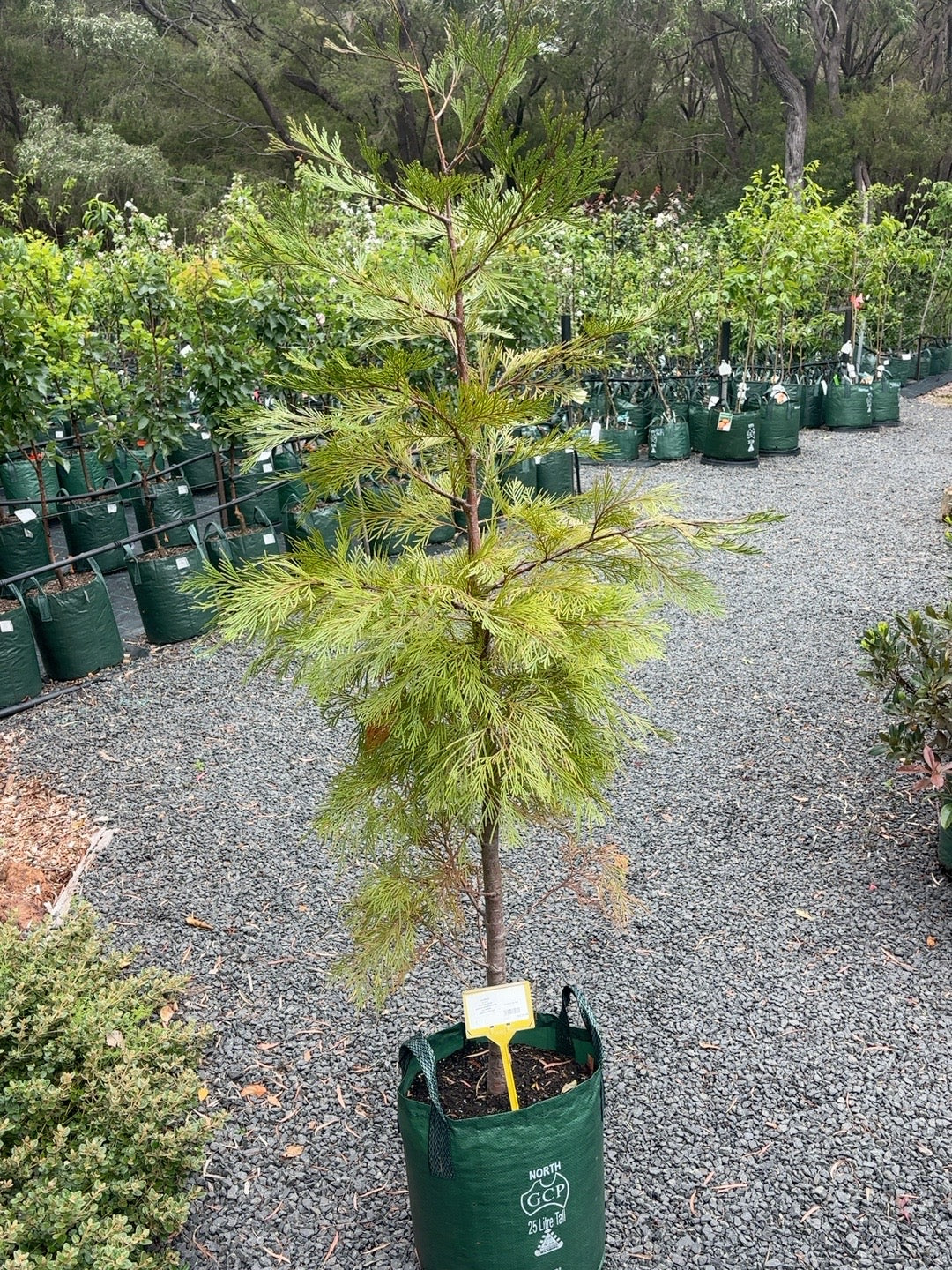 Calocedrus Incence Cedar (25l)