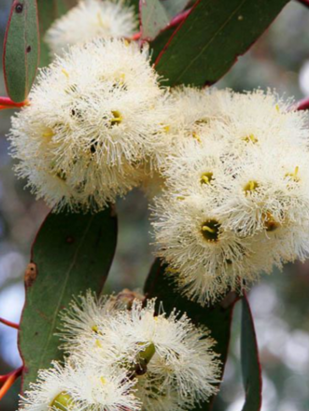 Eucalyptus cladocalyx nana dwarf Sugar Gum 35Ltr