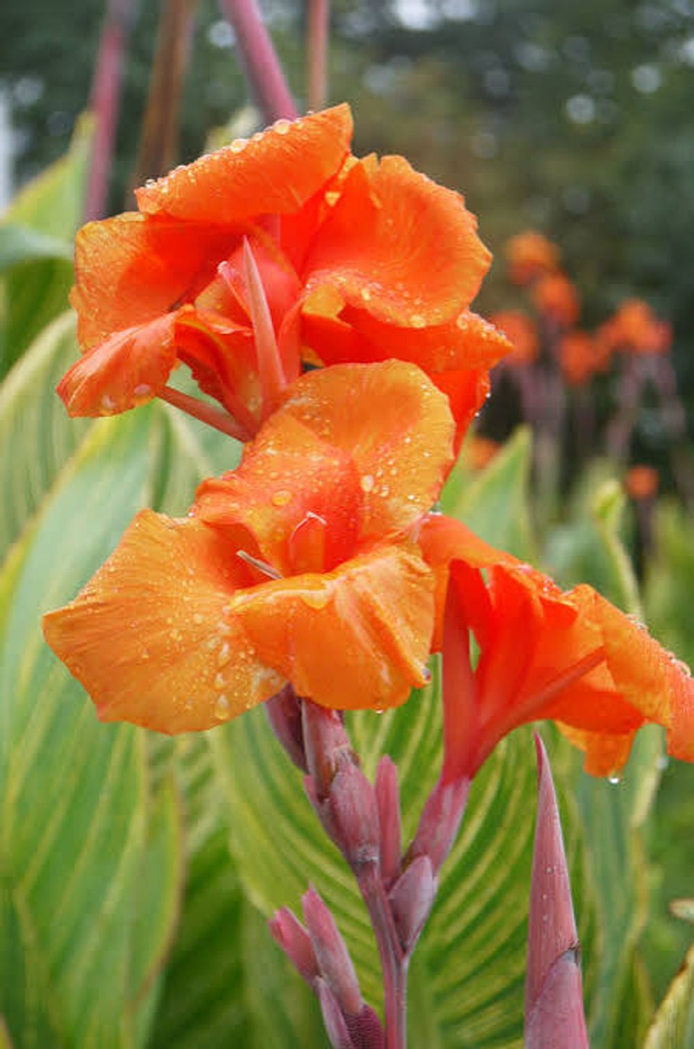 Canna Tropical Orange (14cm)