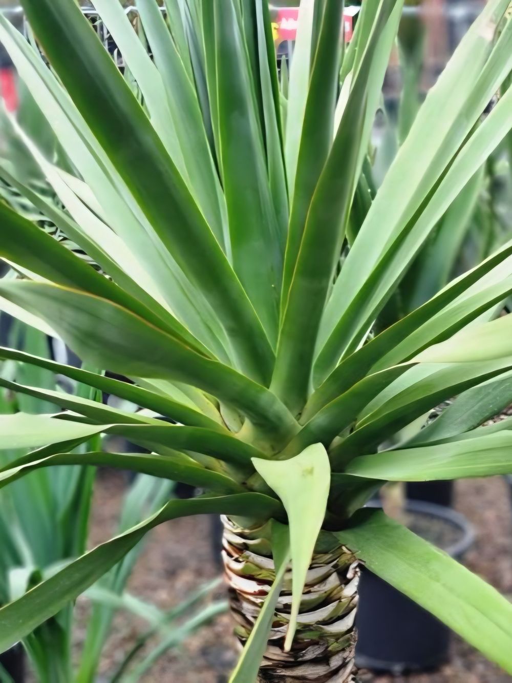 Dracaena Draco