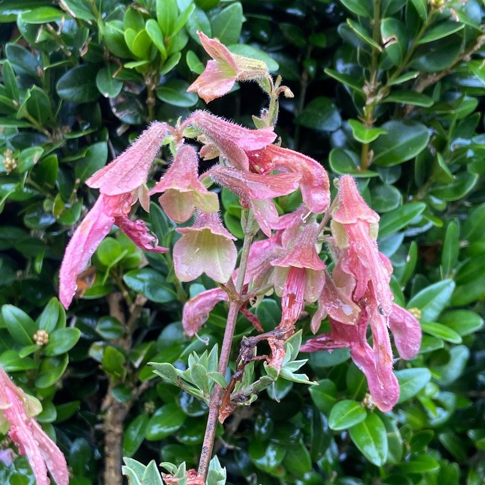 Salvia Lanceolot (17cm)