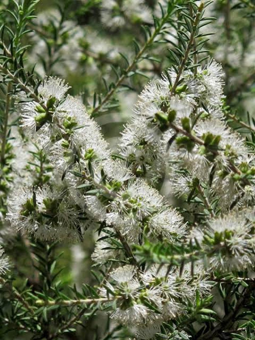 Melaleuca Lanceolata Rottnest Island Tea Tree (14cm)