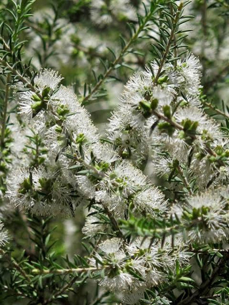 Melaleuca Lanceolata Rottnest Island Tea Tree (14cm) – Everyday Potted ...