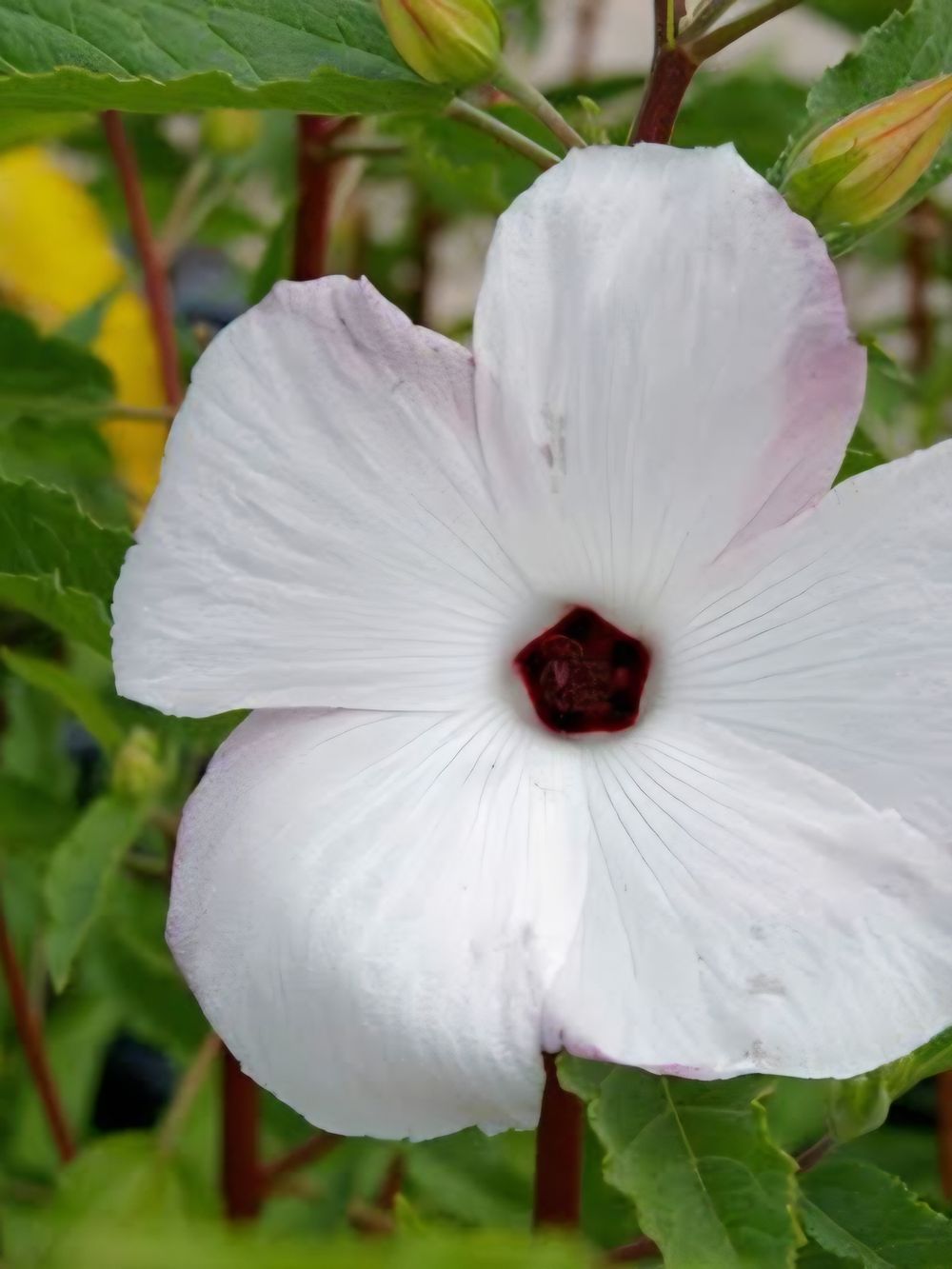 Hibiscus Aussie Pearl (5lt)