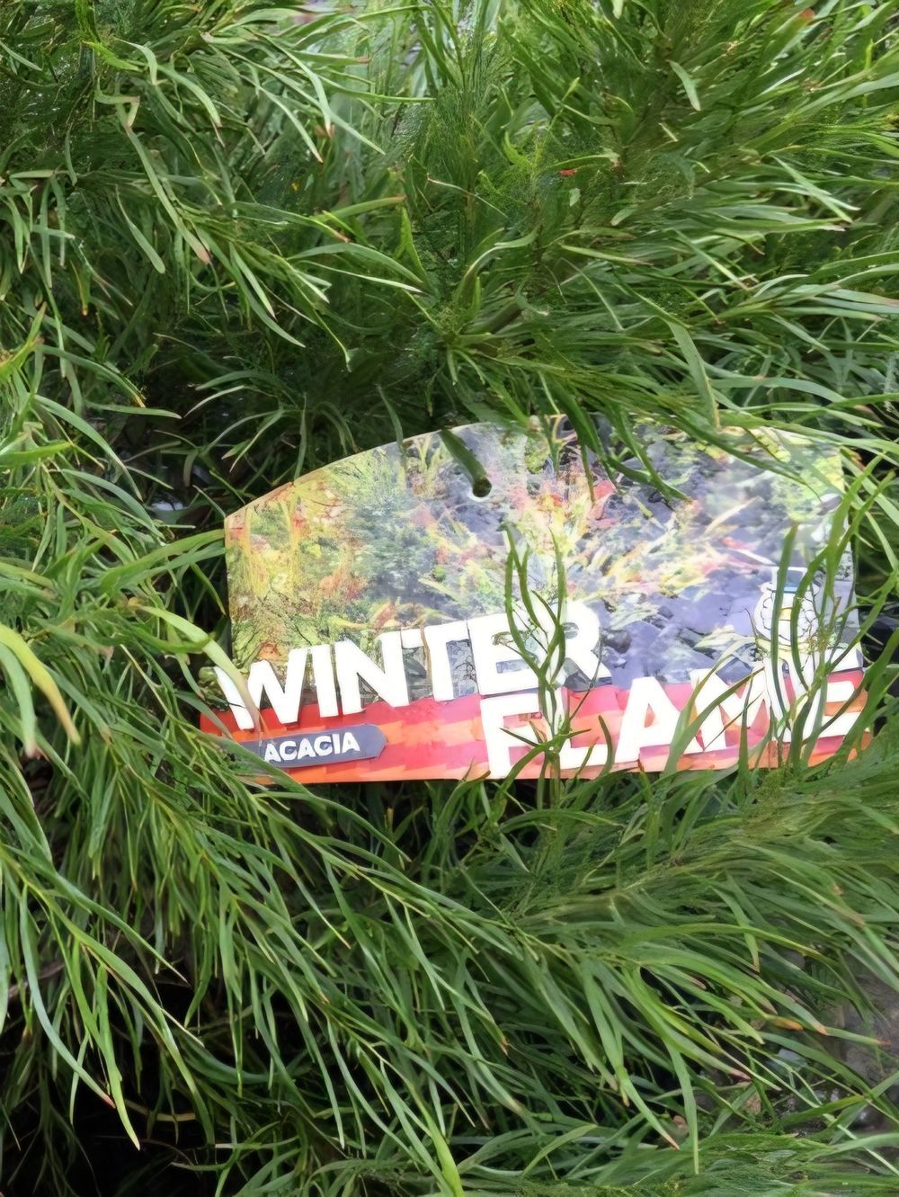 Acacia Winter Flame (30cm)