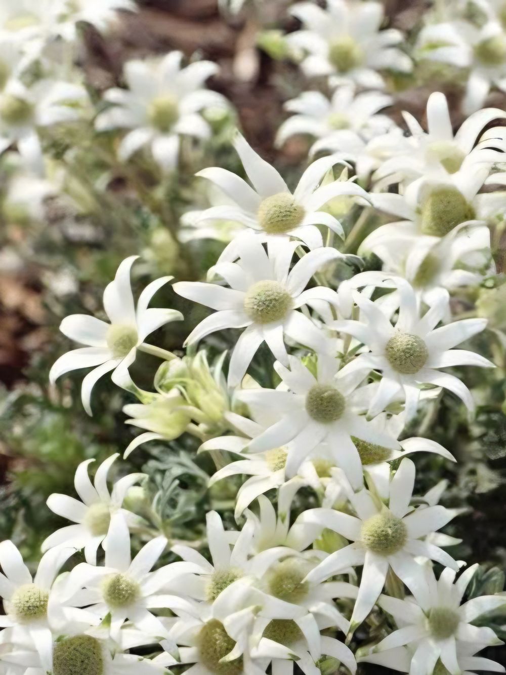 Actinotus 'Superstar' Flannel Flower (14cm)
