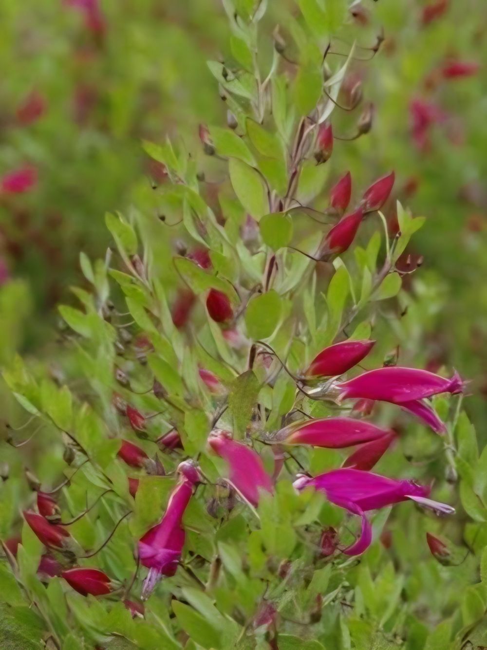 Eremophila Pink Profusion (14cm)