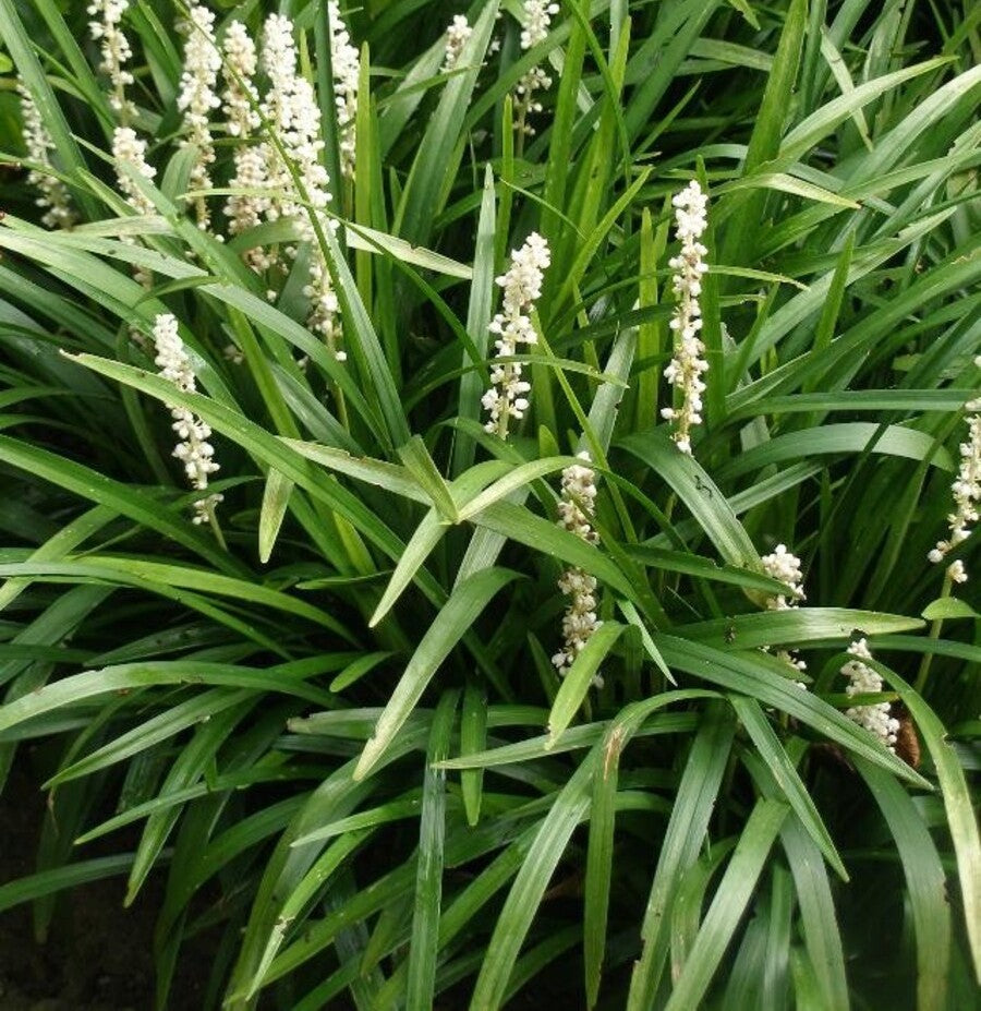 Liriope Monroe White (14cm)