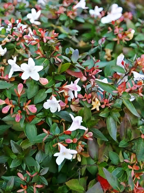 Abelia grandiflora nana (20cm)